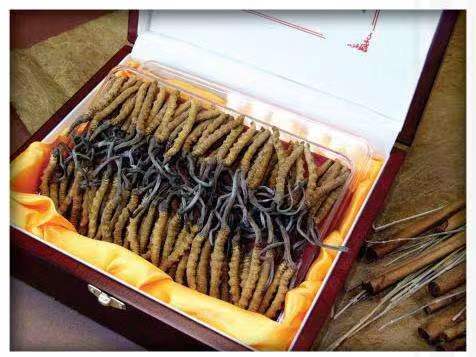 阳西冬虫夏草回收